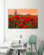 Obraz vlčích makov zs1172